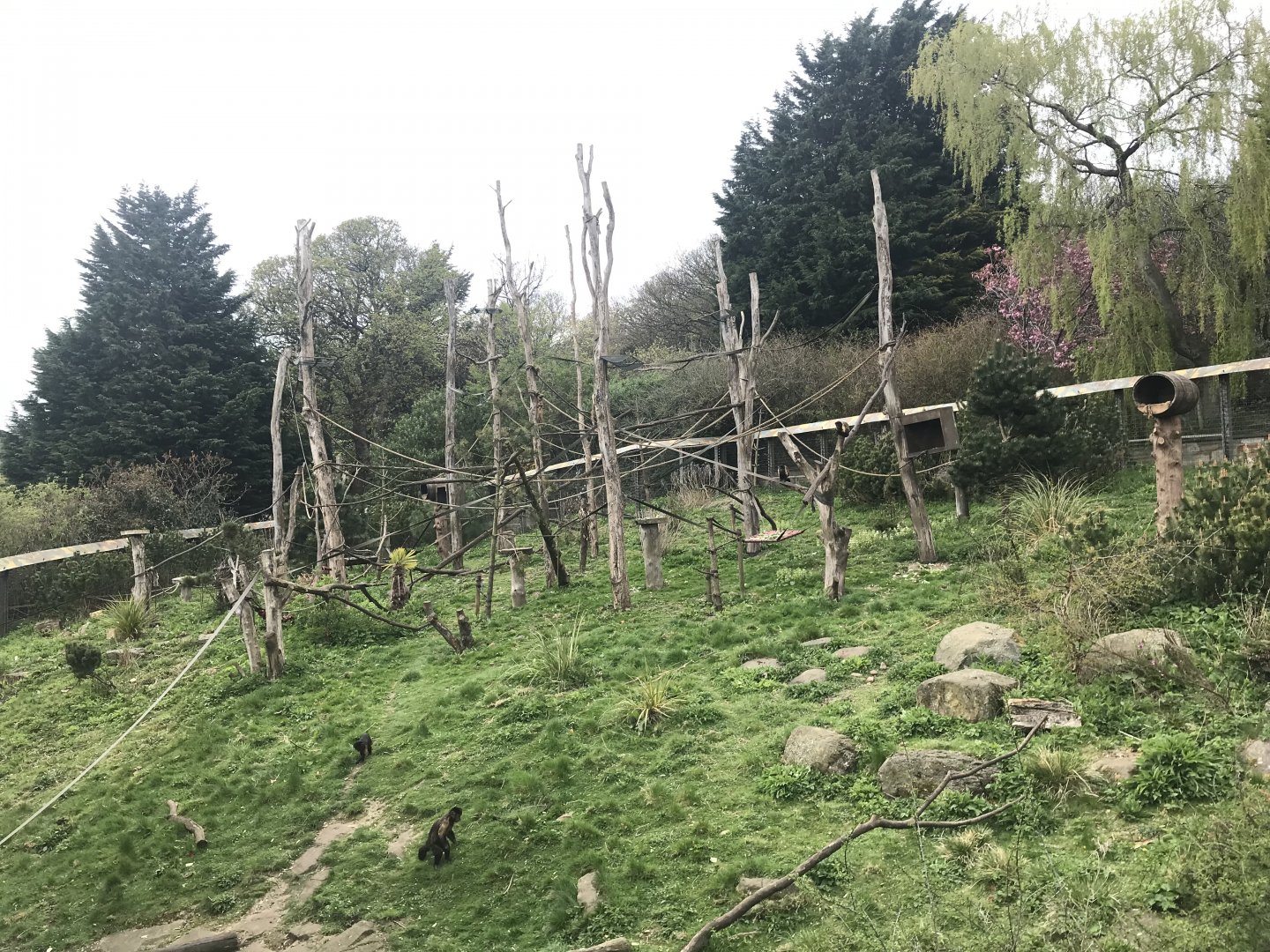 Living links west- Brown capuchin and squirrel monkey enclosure (2)