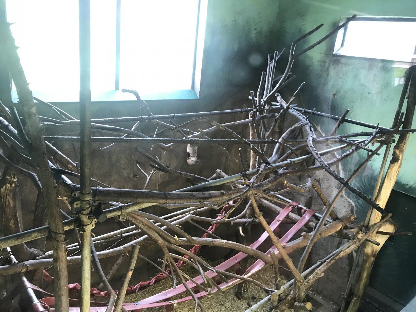 Living links west- Brown capuchin indoors