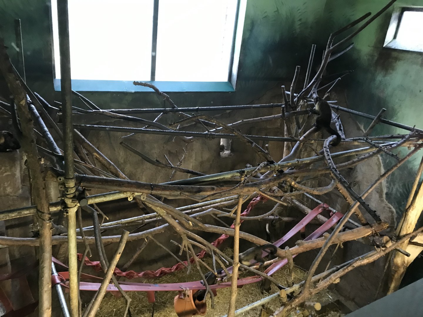 Living links west- brown capuchin indoors