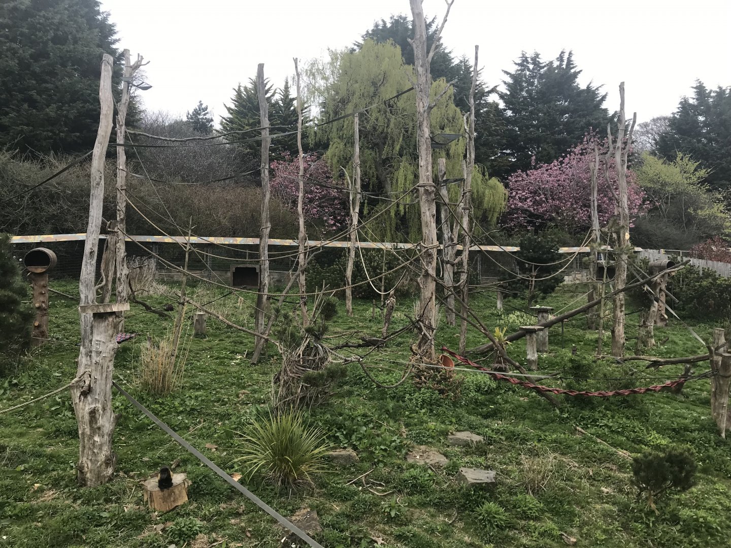 Living links west- Squirrel monkey and Brown capuchin enclosure