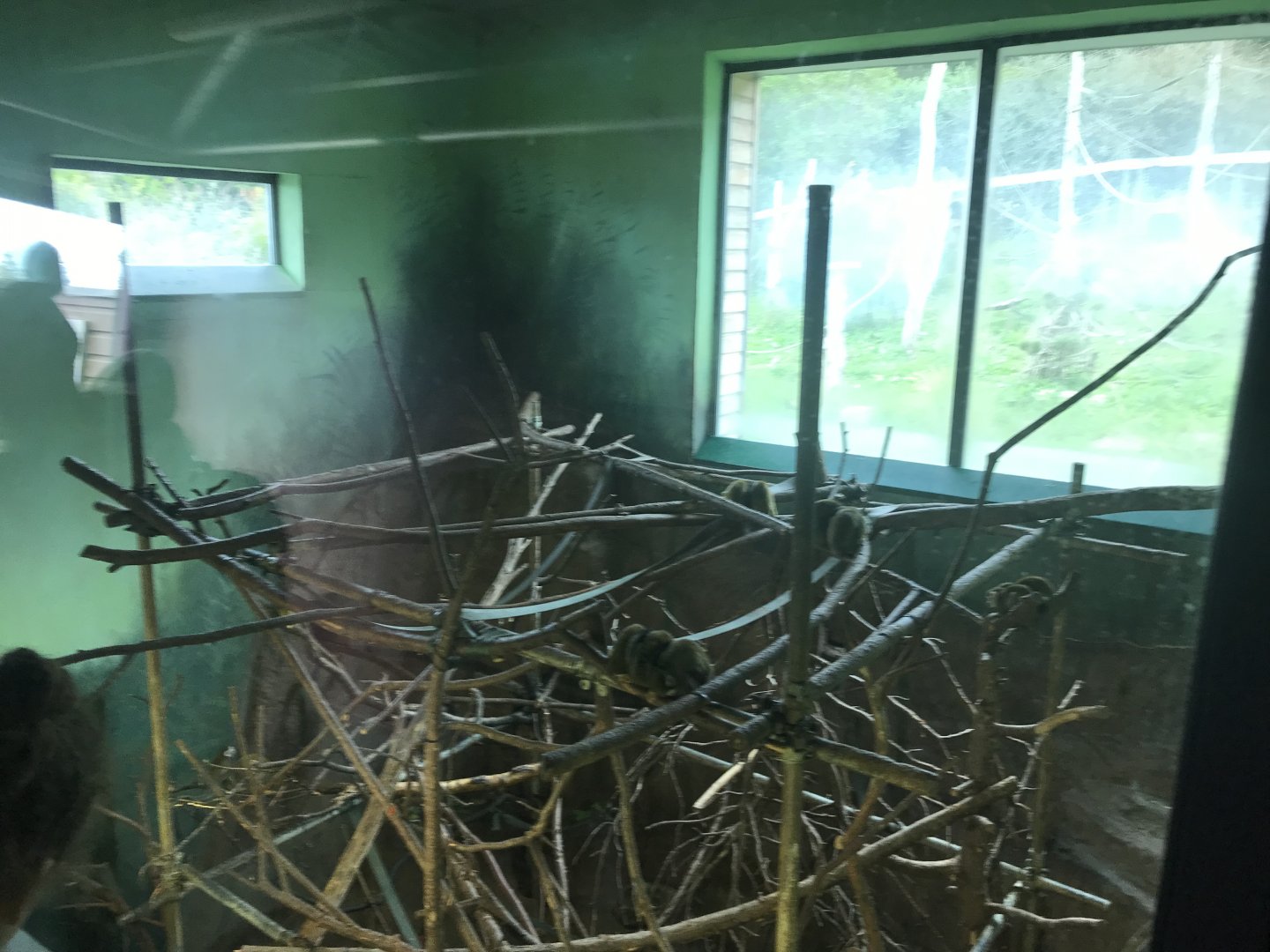 Living links west- Squirrel monkey indoors