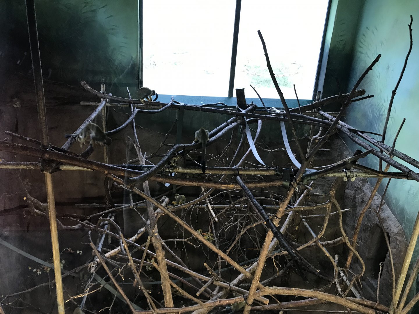 Living links west squirrel monkey indoors