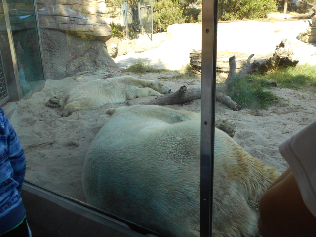 Living polar bear rugs