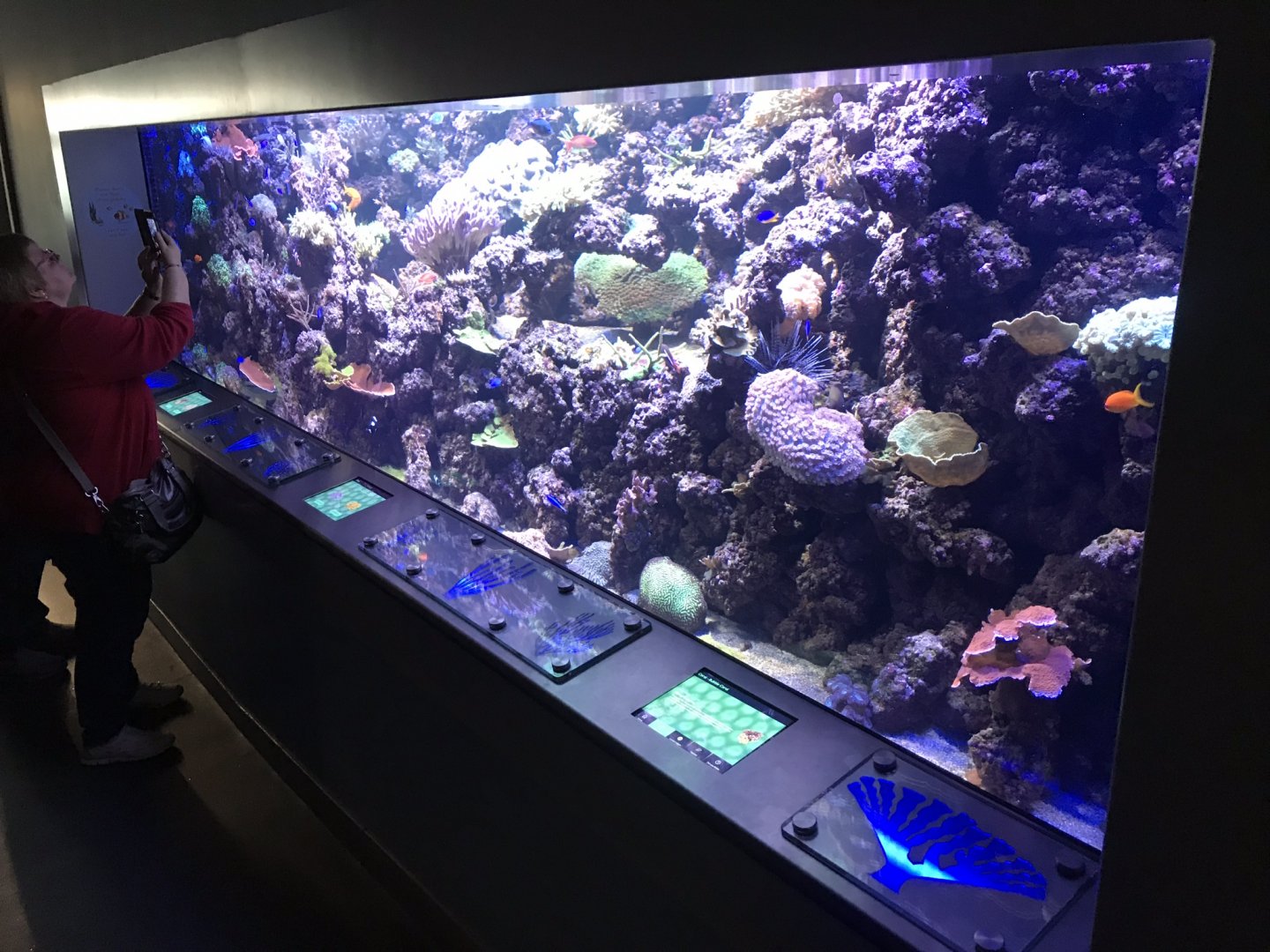 Living Reef exhibit 260519