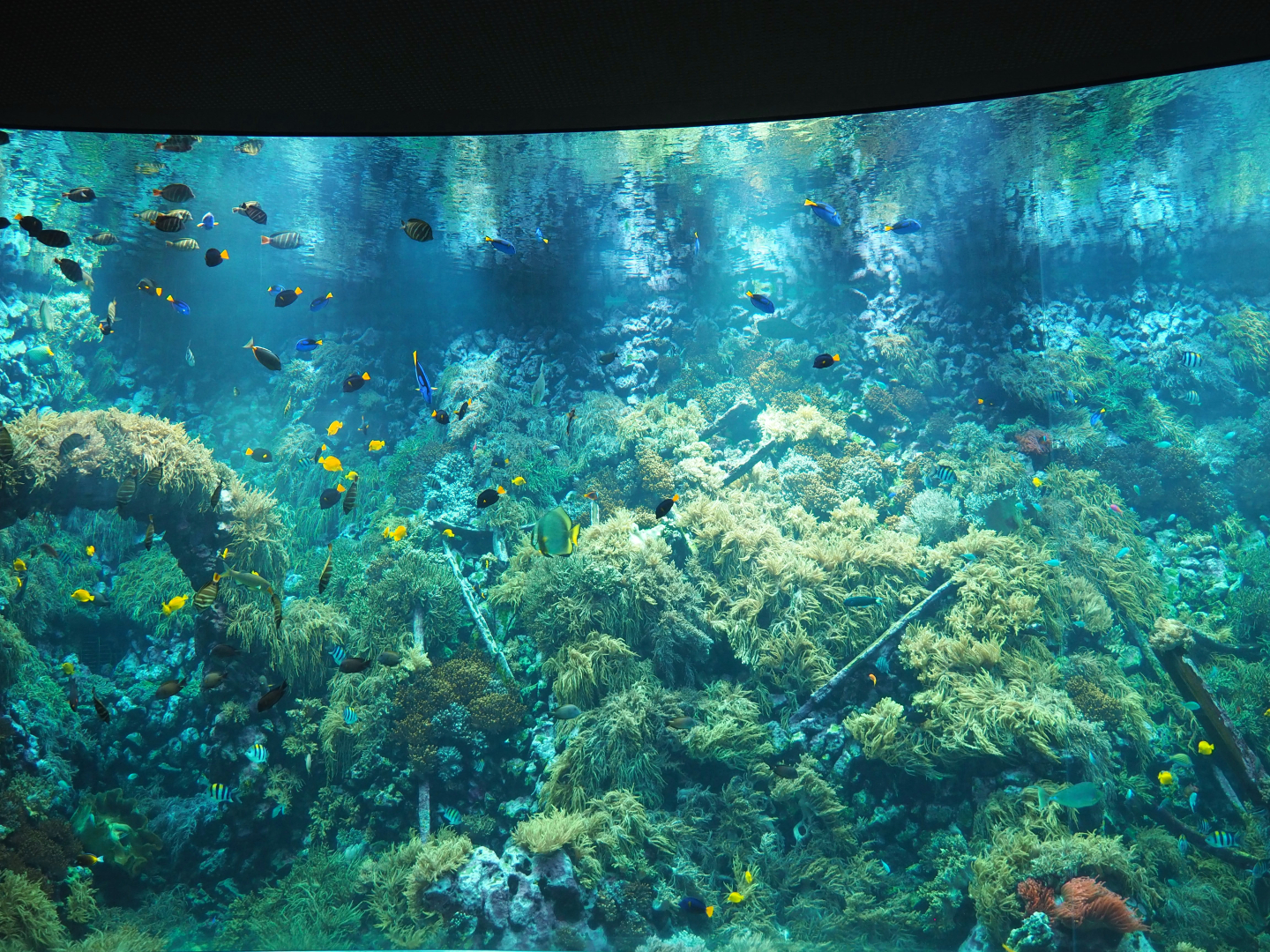 Living reef tank, 2020-06-28