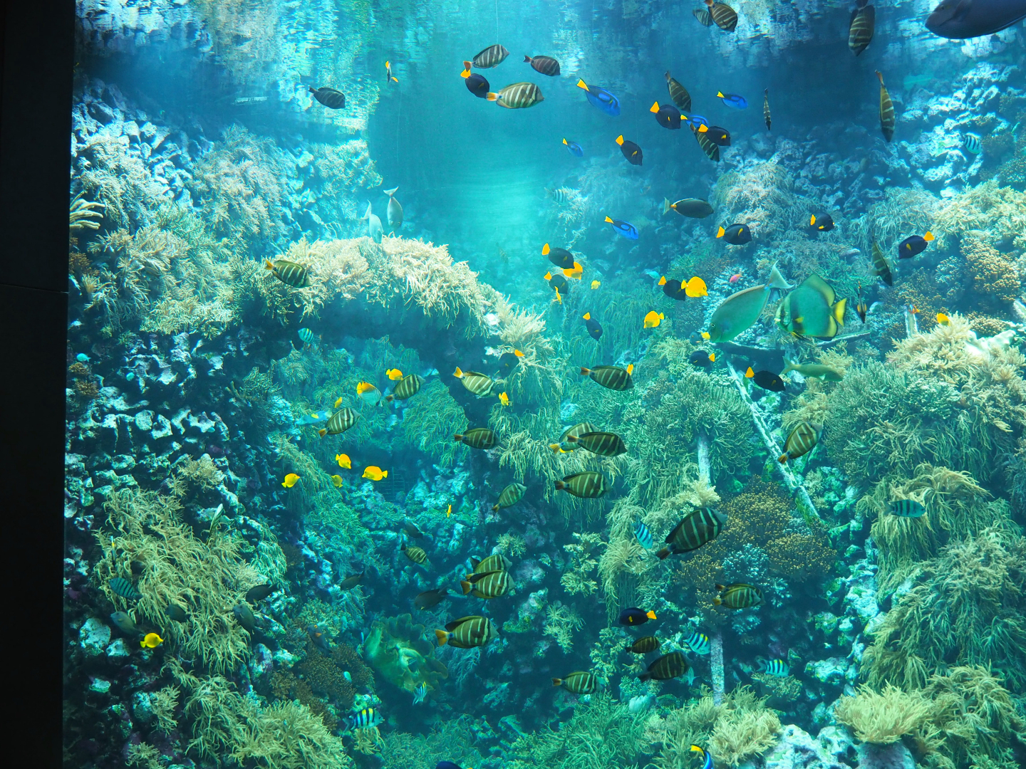 Living reef tank, 2020-06-28