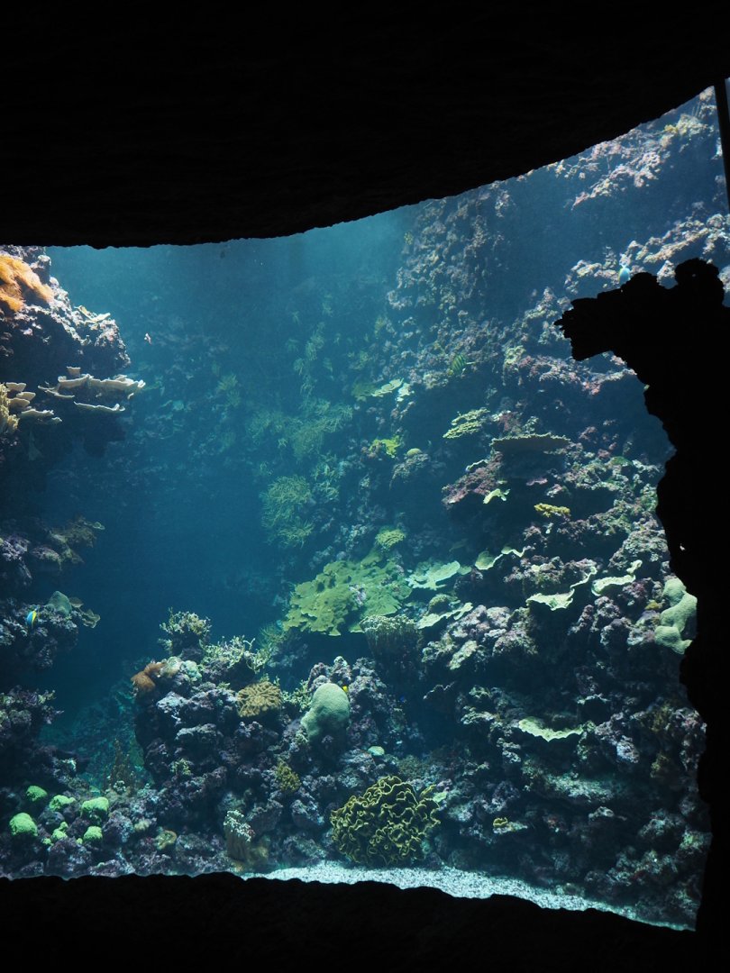 Living reef tank, 2025-05-17