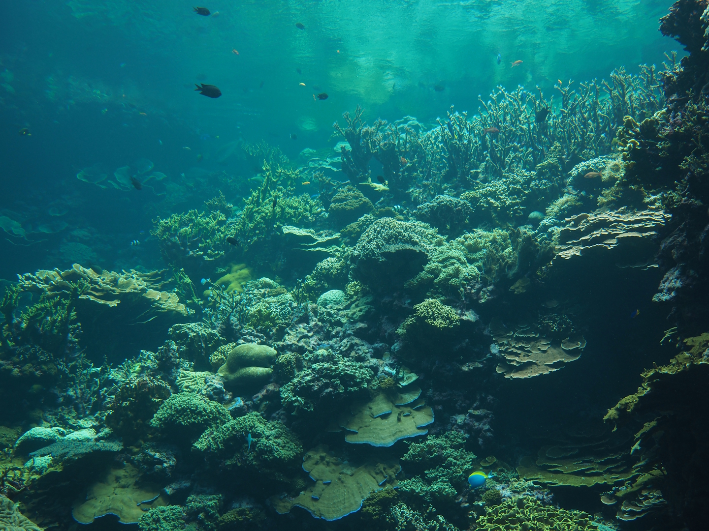 Living reef tank, 2025-05-17