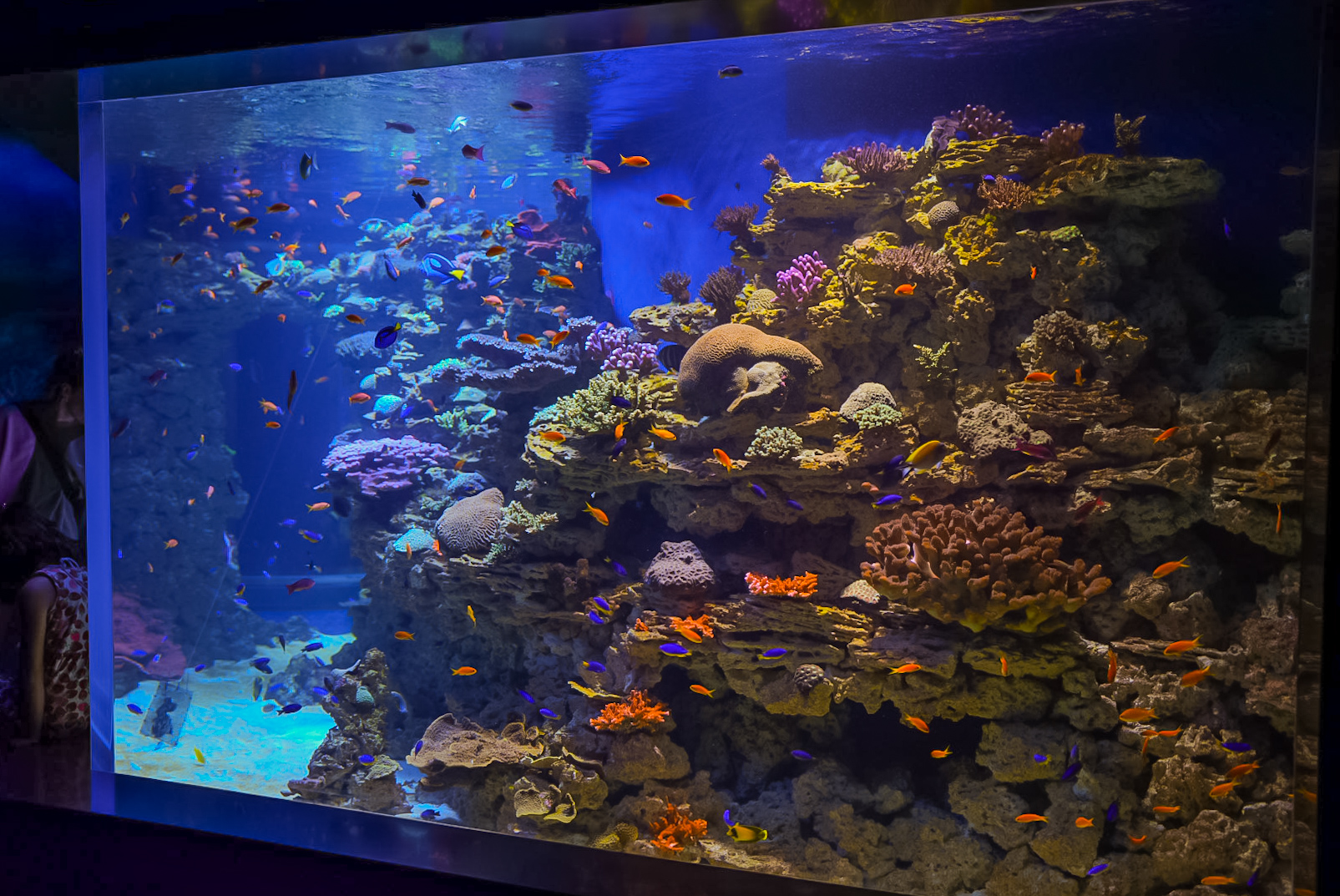 'Living Reef' Tank (Right Side)