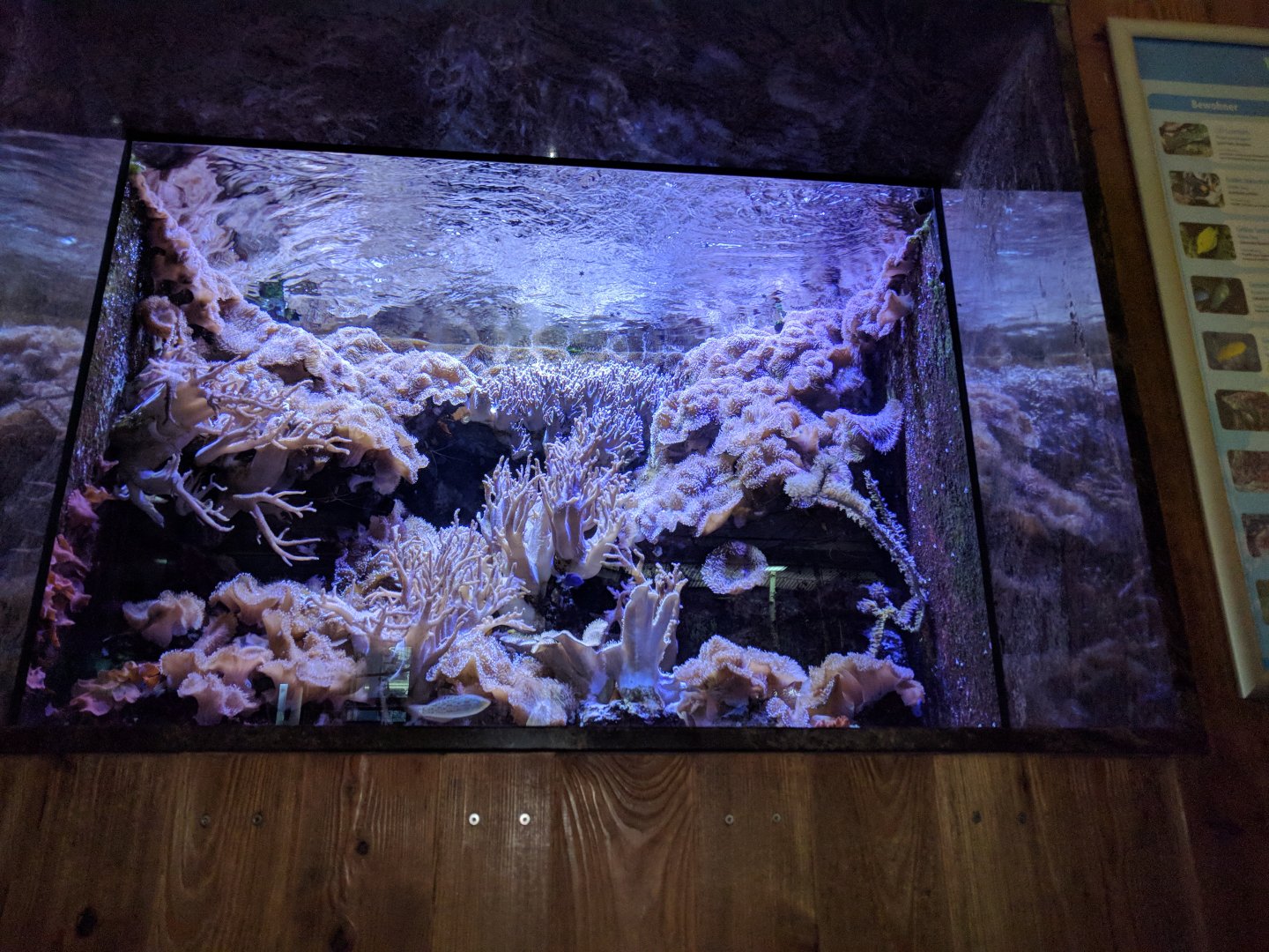 Living Reef Tank