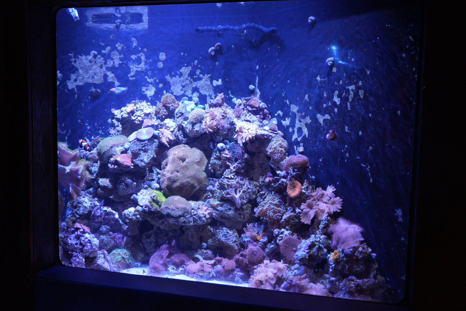 Living Reef Tank