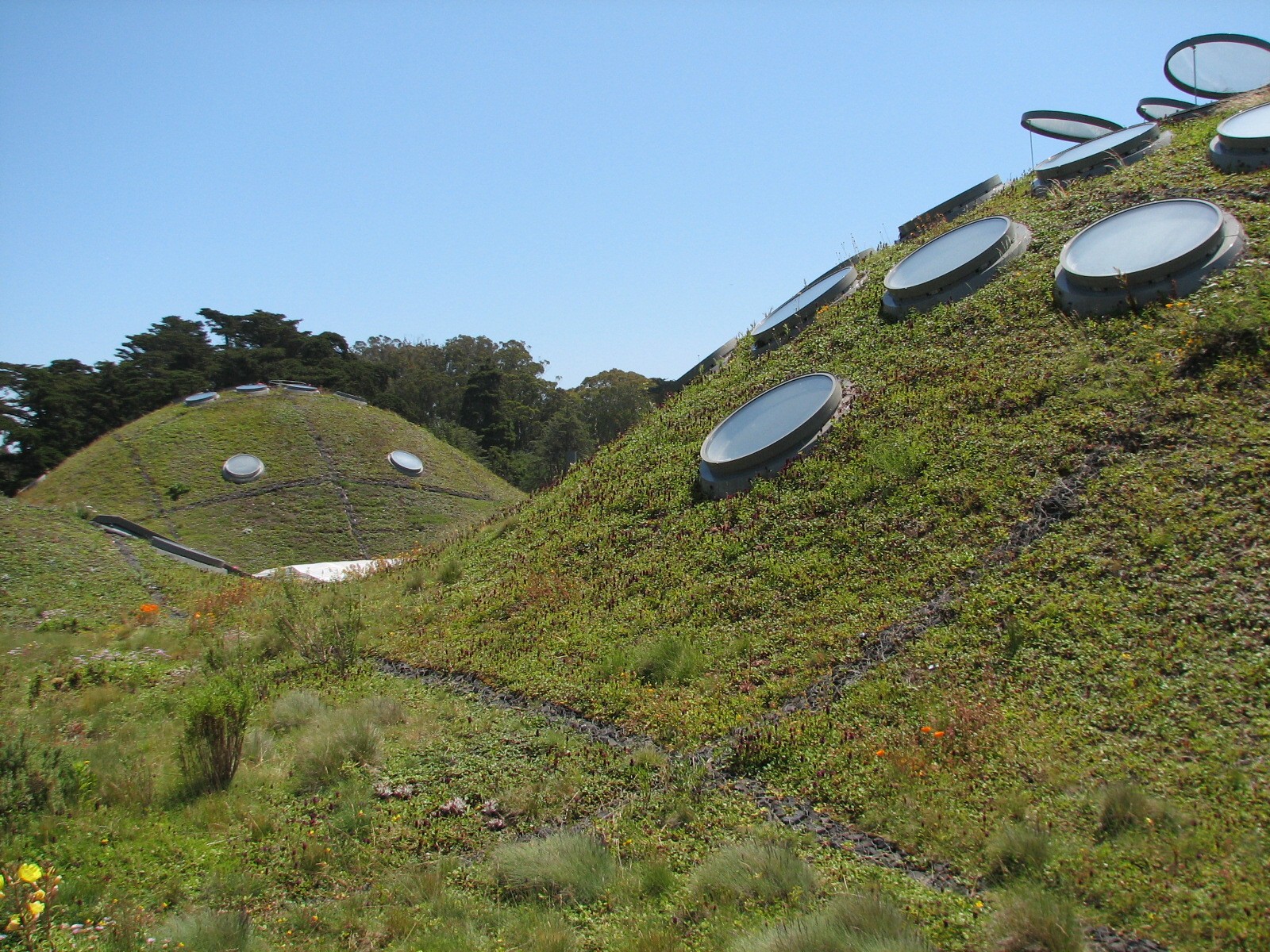 Living Roof Above Osher Rainforest and Morrison Planetarium