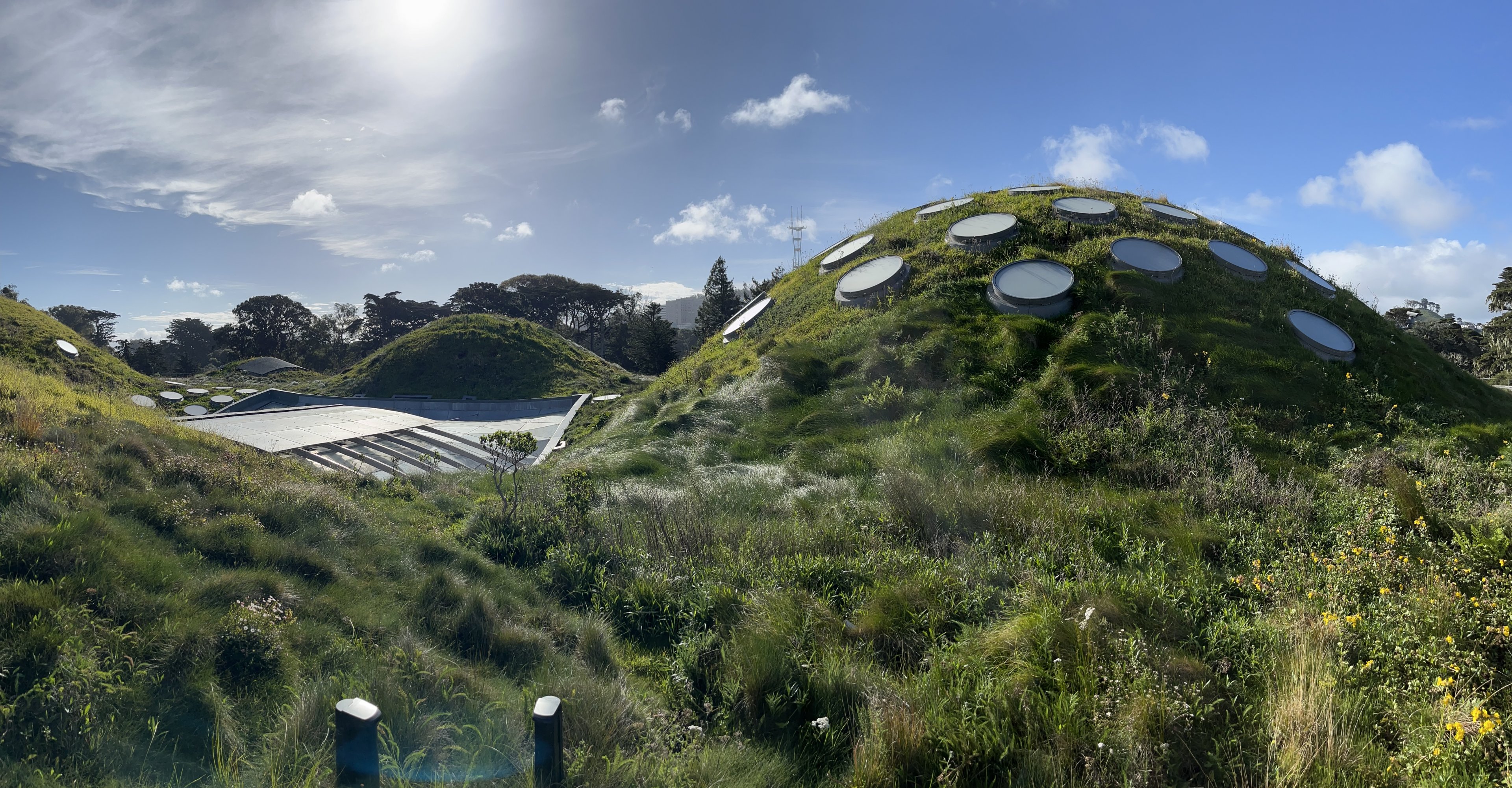 Living Roof
