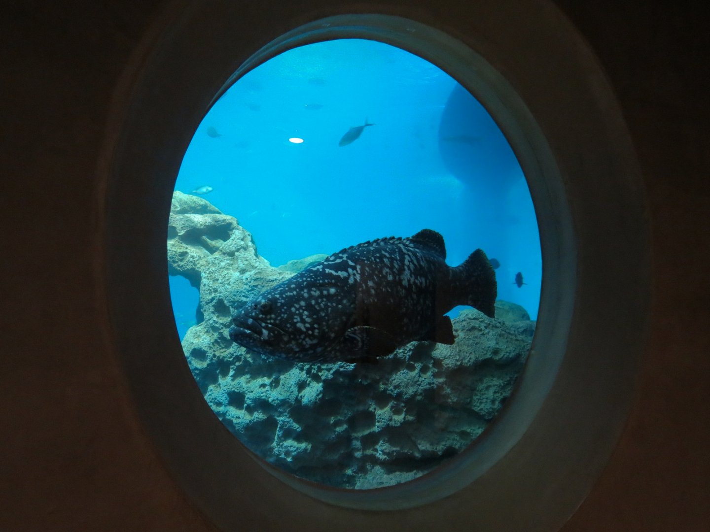 Living Sea Carousel - Open Ocean Exhibit - Queensland Grouper