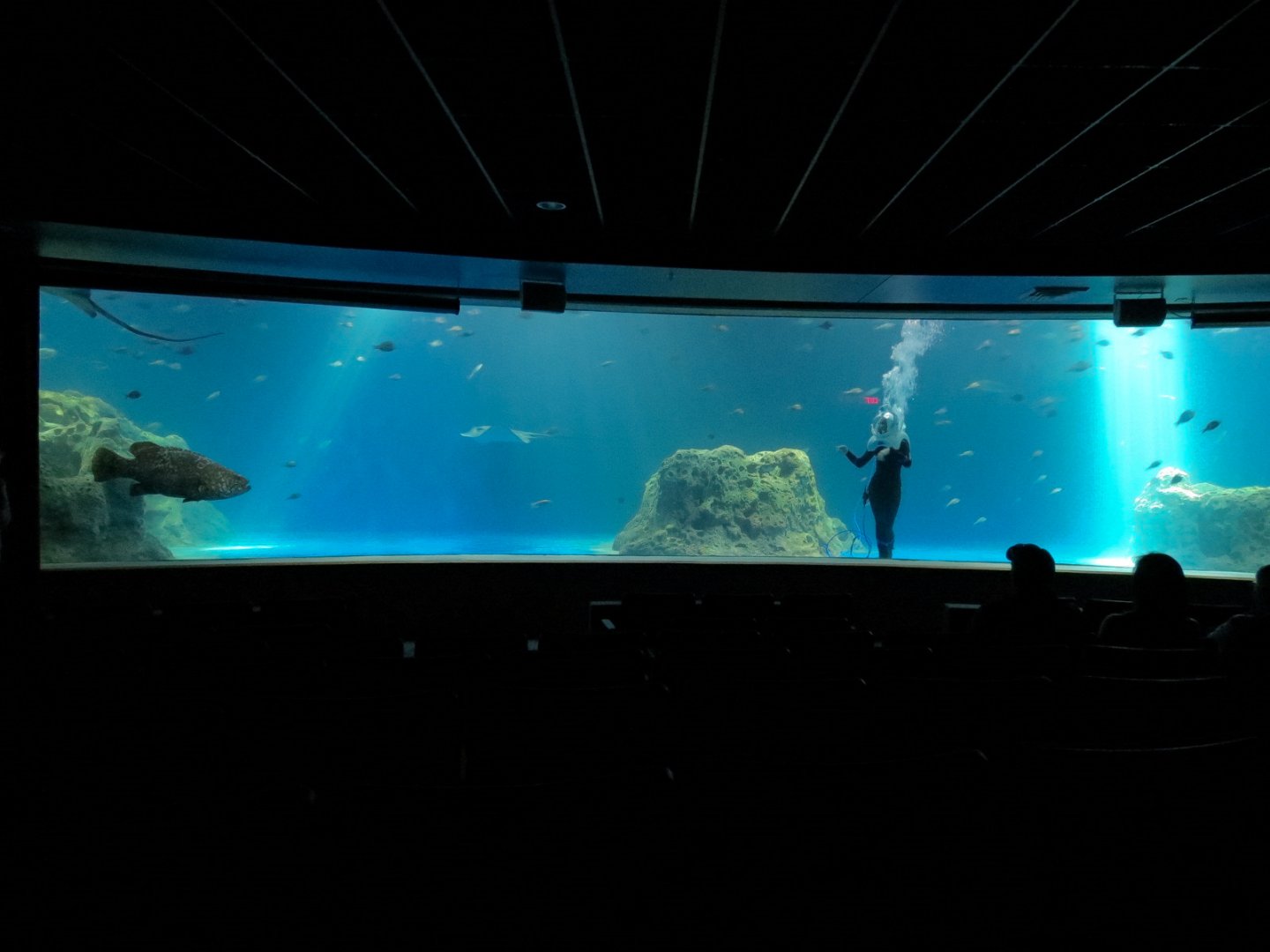 Living Sea Carousel - Open Ocean Exhibit