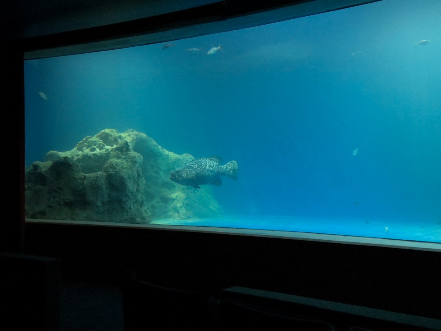 Living Sea Carousel - Open Ocean Exhibit