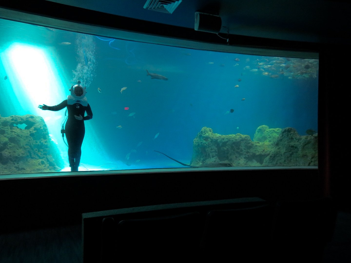 Living Sea Carousel - Open Ocean Exhibit