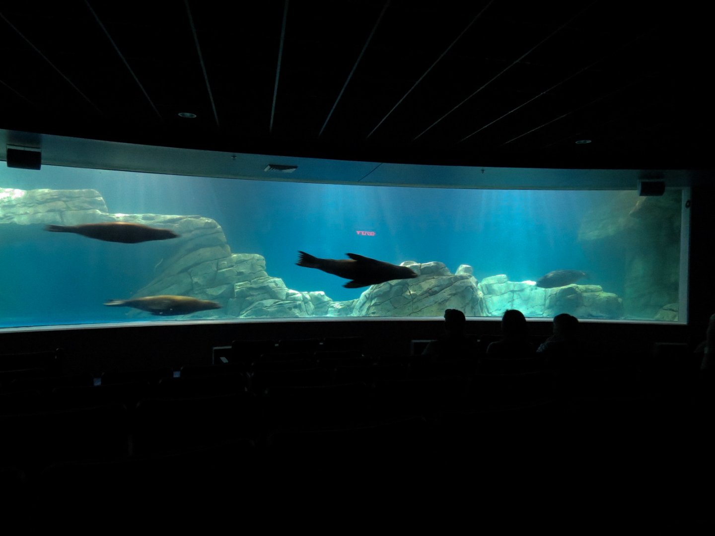 Living Sea Carousel - Sea Lion Sound Exhibit