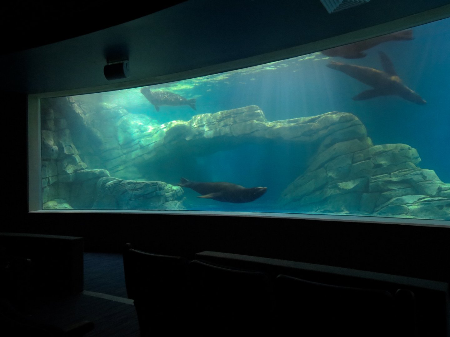 Living Sea Carousel - Sea Lion Sound Exhibit