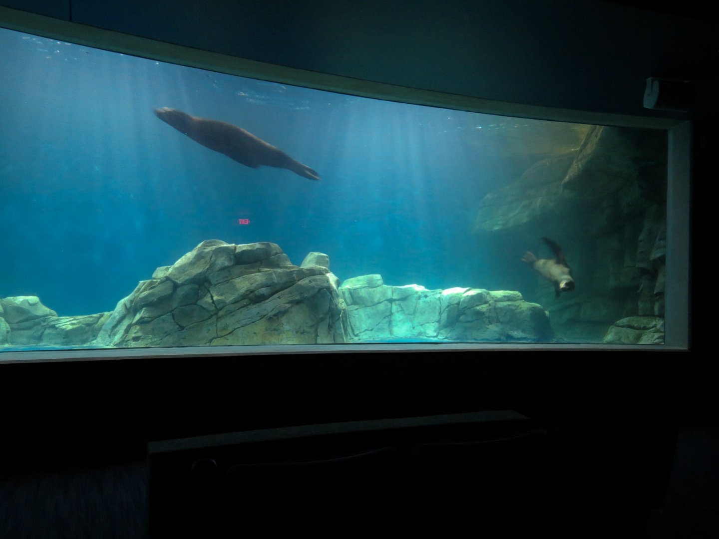 Living Sea Carousel - Sea Lion Sound Exhibit