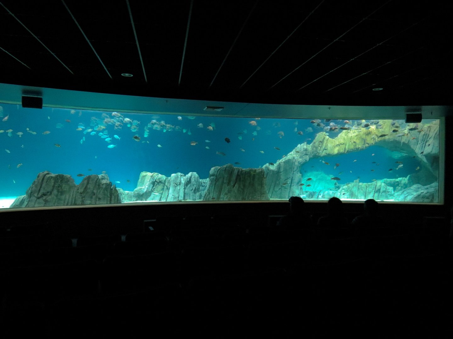 Living Sea Carousel - Sea Turtle Reef Exhibit