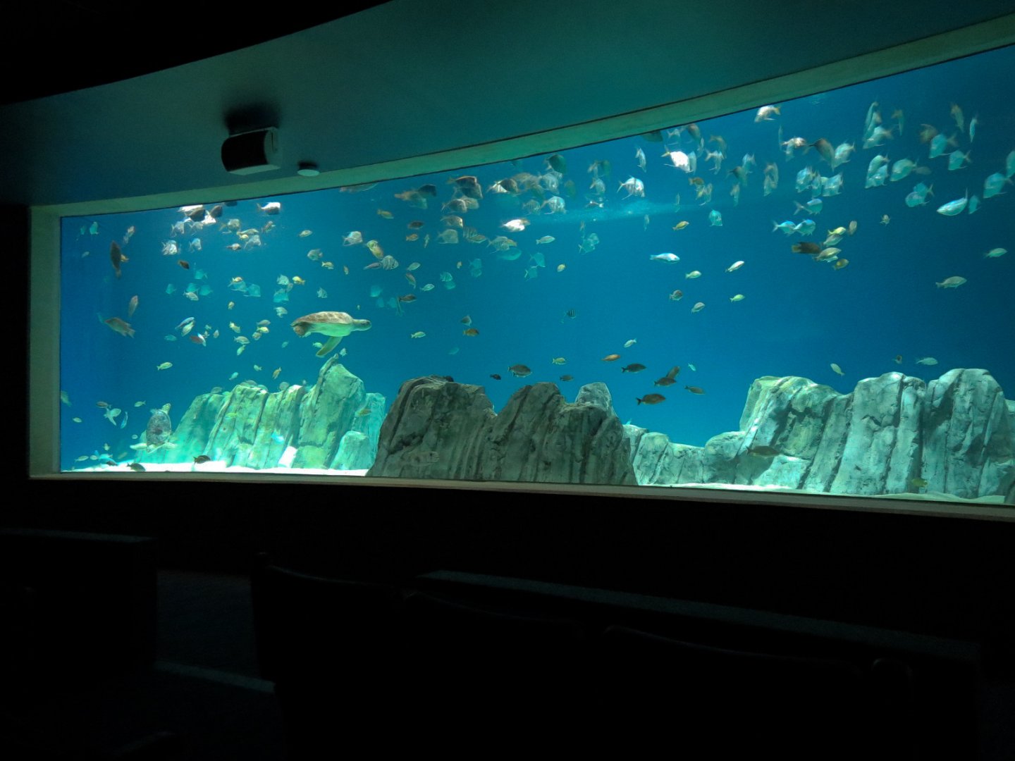 Living Sea Carousel - Sea Turtle Reef Exhibit