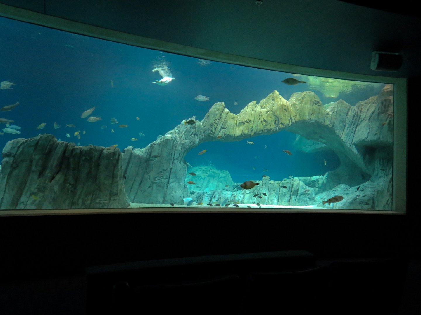 Living Sea Carousel - Sea Turtle Reef Exhibit