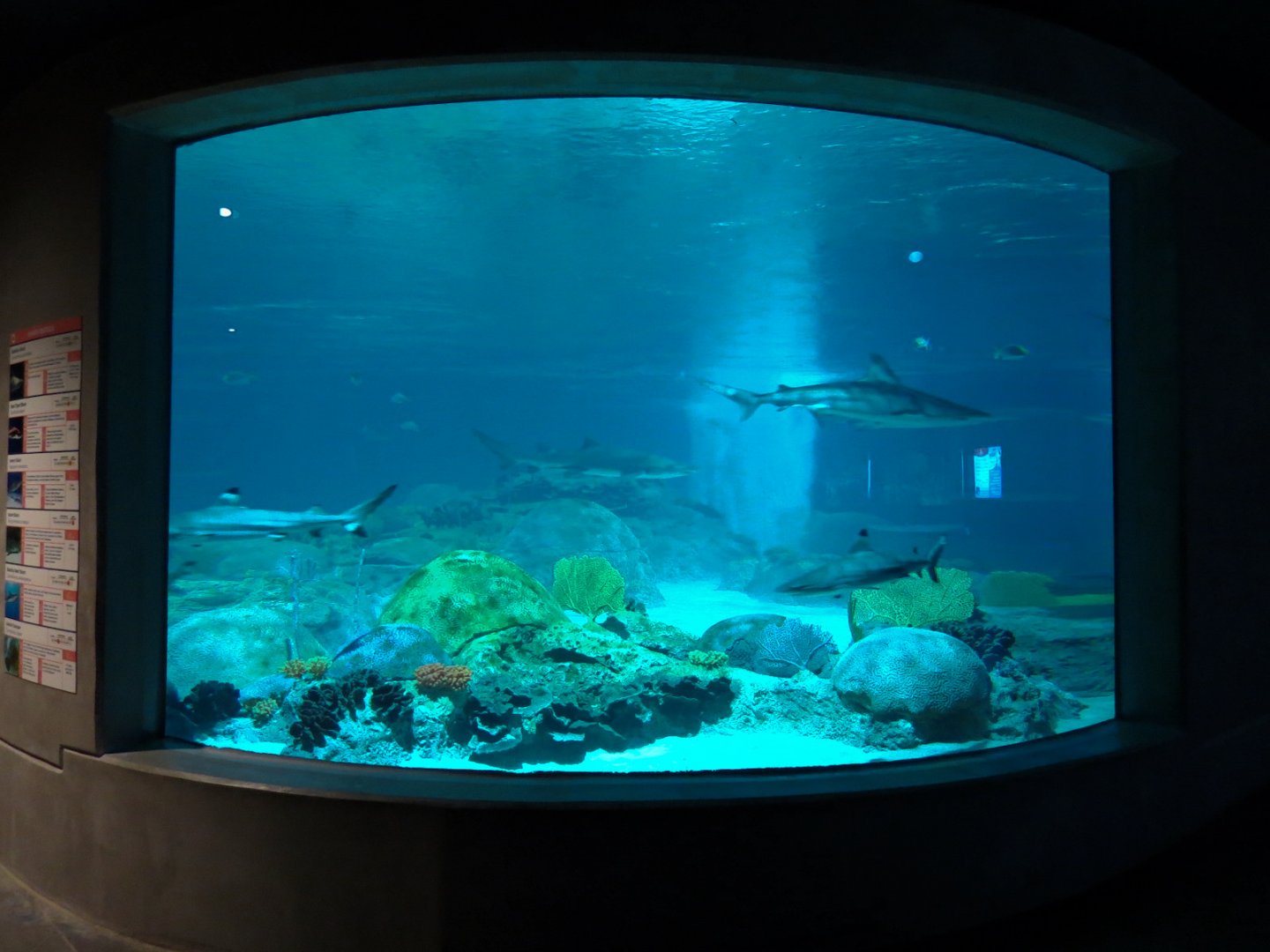 Living Sea Carousel - Shark Waters Exhibit - View After Exiting Theater