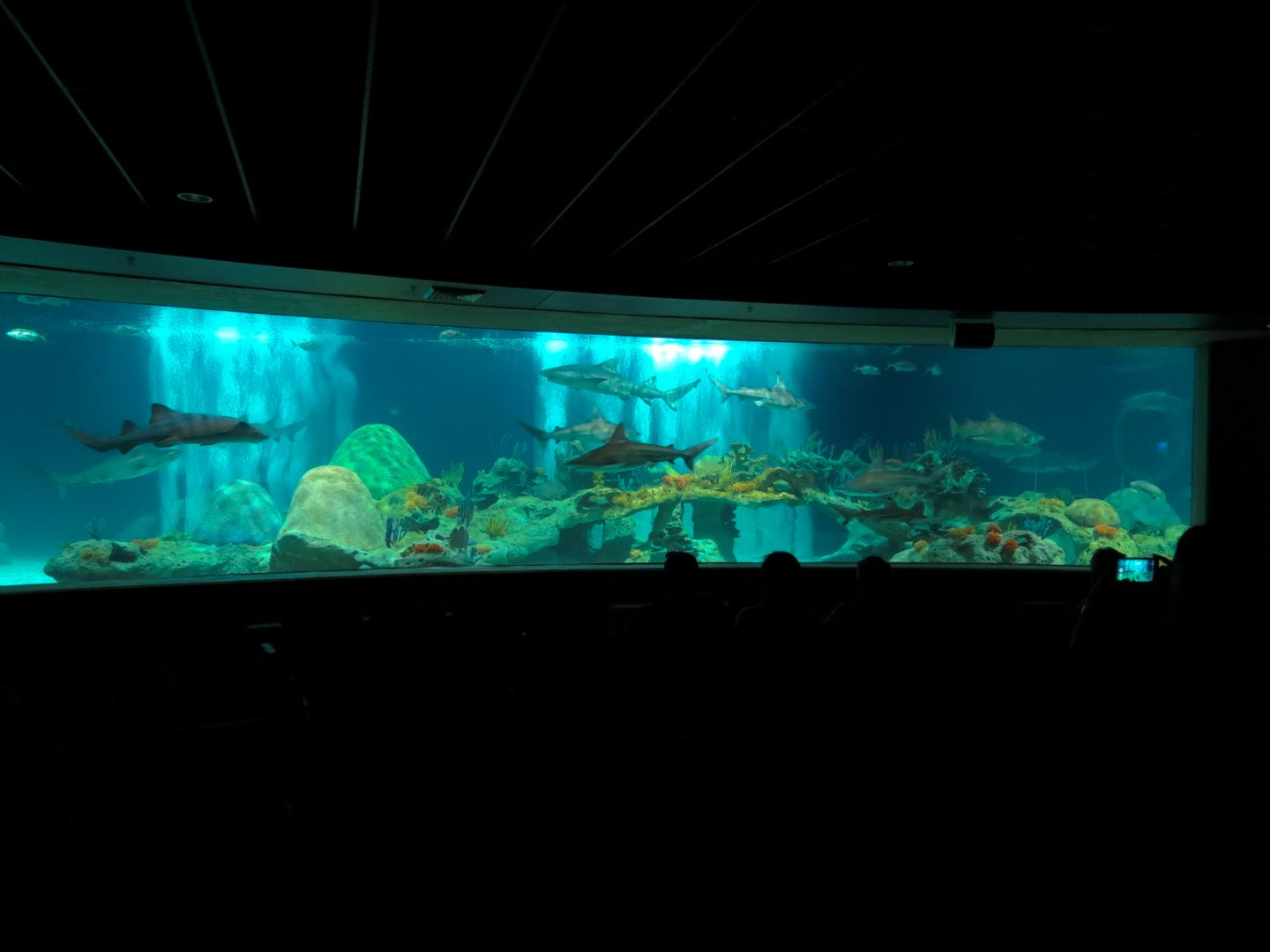 Living Sea Carousel - Shark Waters Exhibit