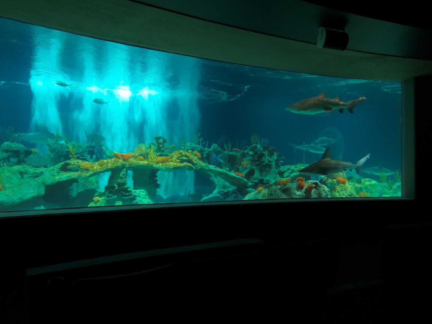 Living Sea Carousel - Shark Waters Exhibit