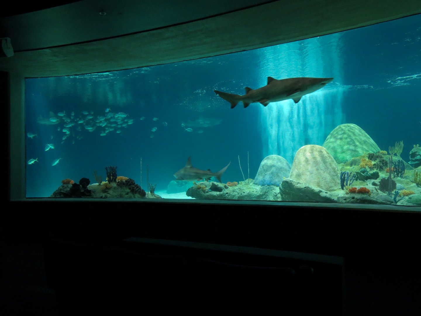Living Sea Carousel - Shark Waters Exhibit