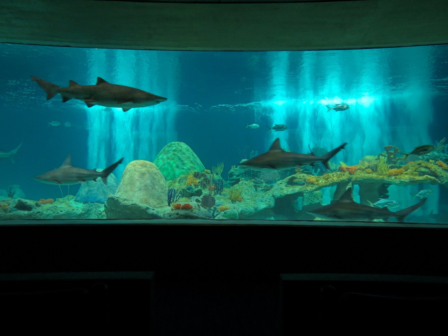 Living Sea Carousel - Shark Waters Exhibit