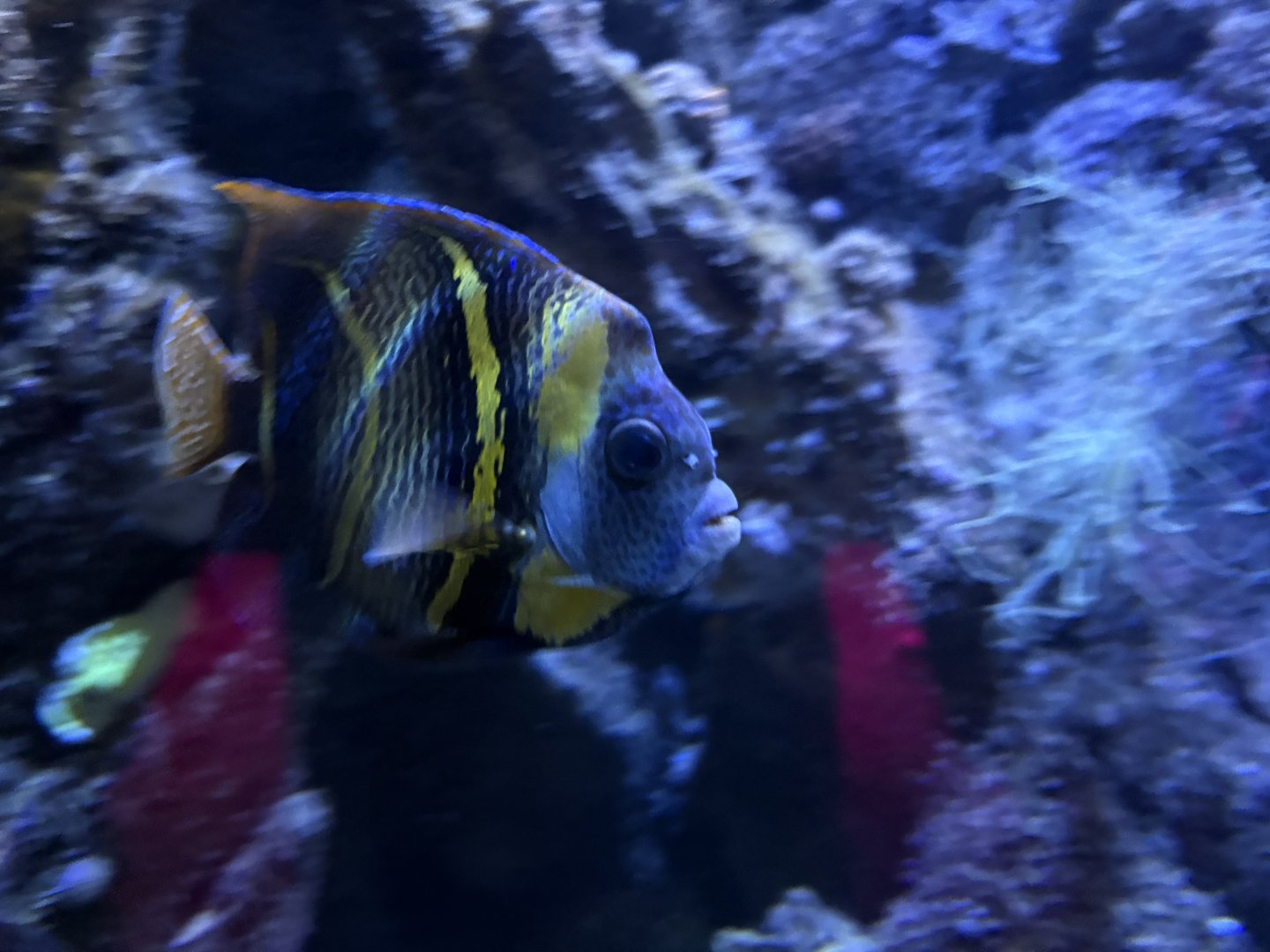 Living Seas Gallery - Cortez Angelfish