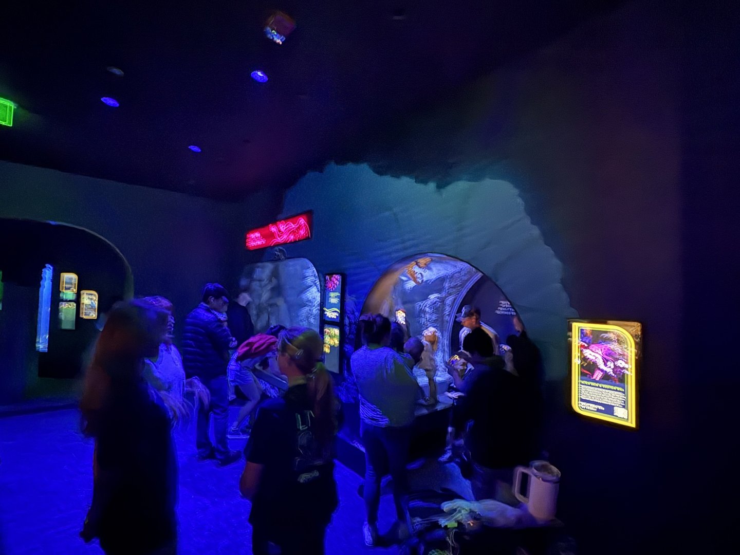 Living Seas Gallery - Giant Pacific Octopus