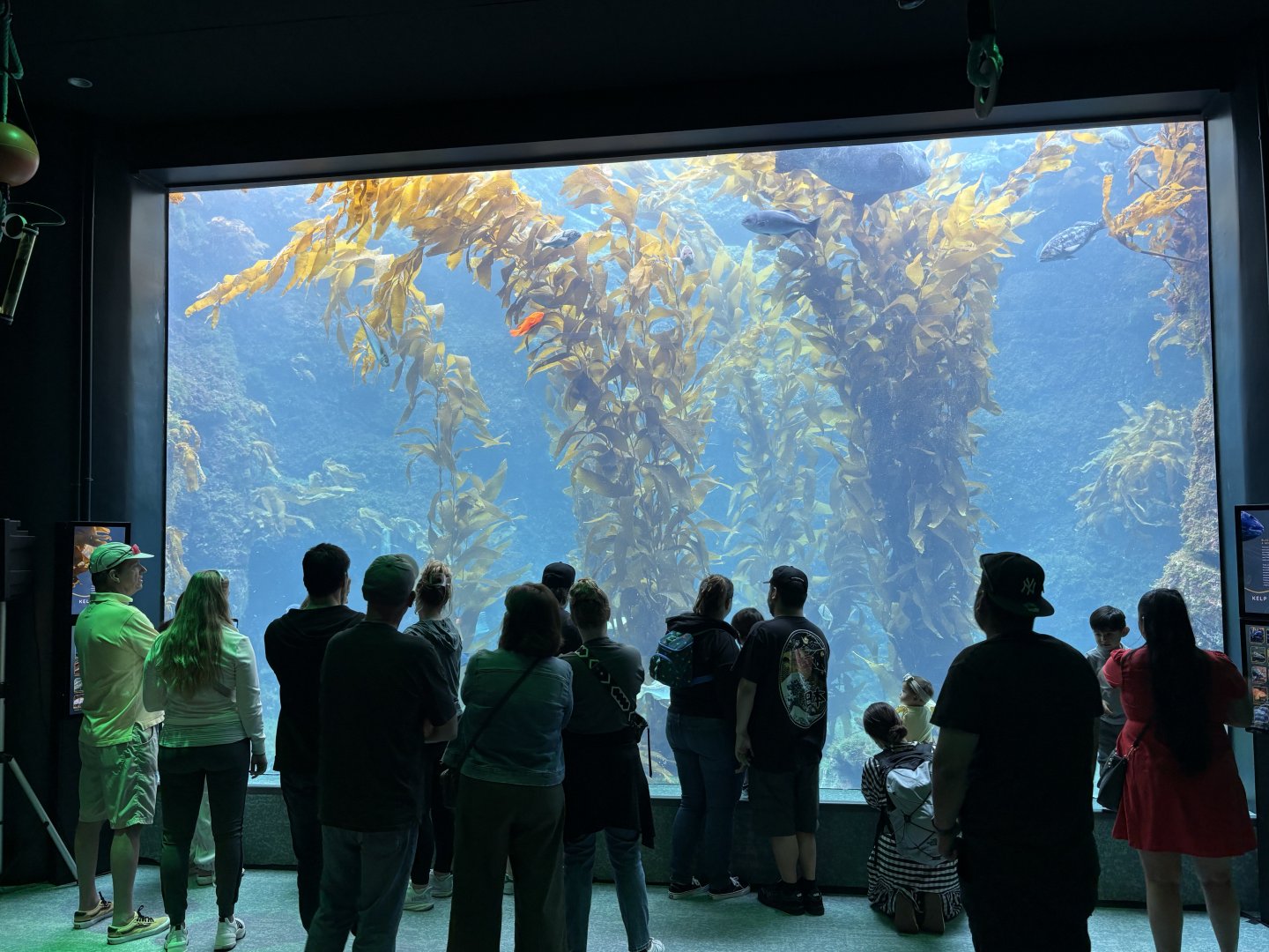 Living Seas Gallery - Kelp Forest