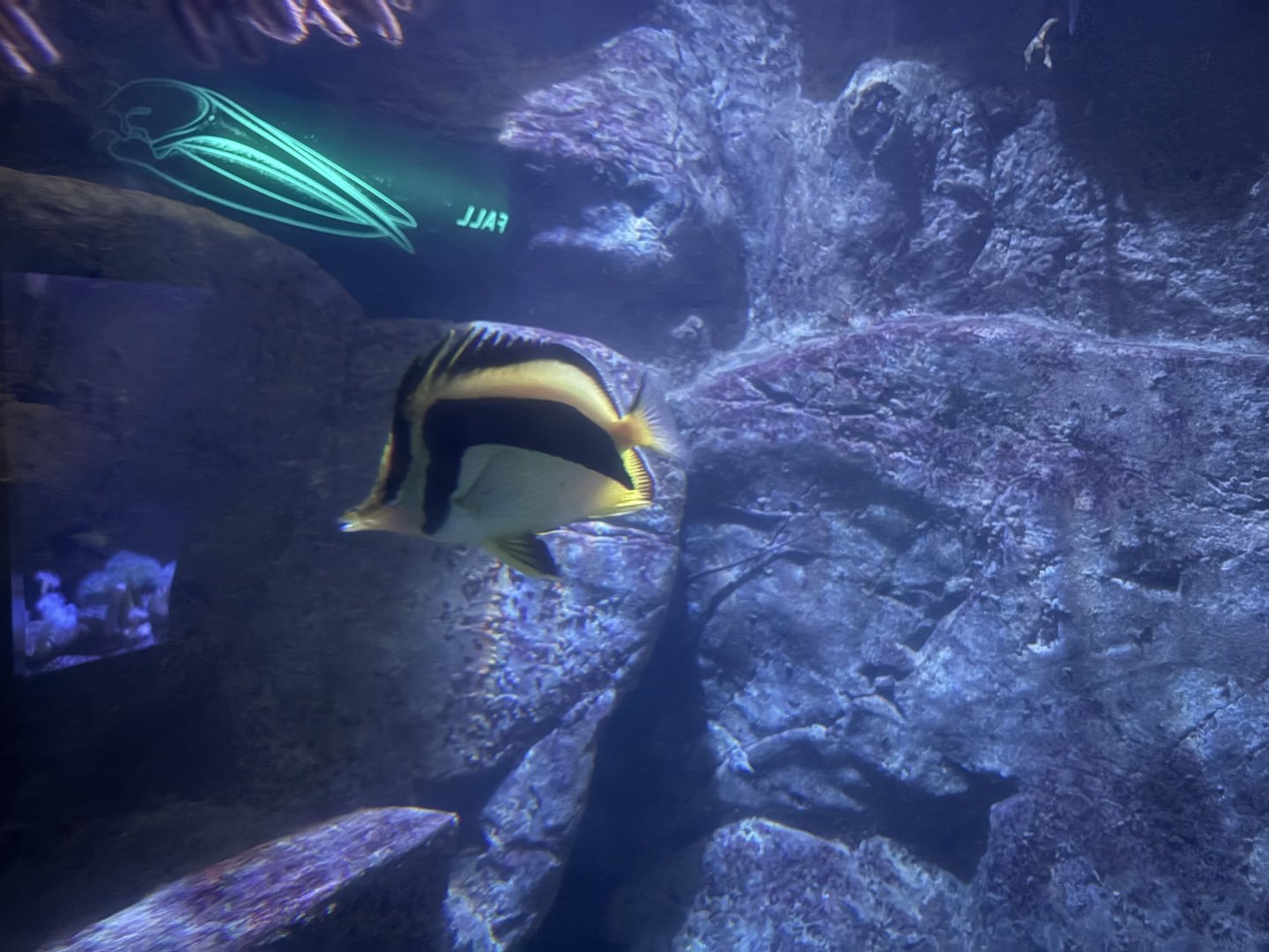 Living Seas Gallery - Scythe’s Butterflyfish