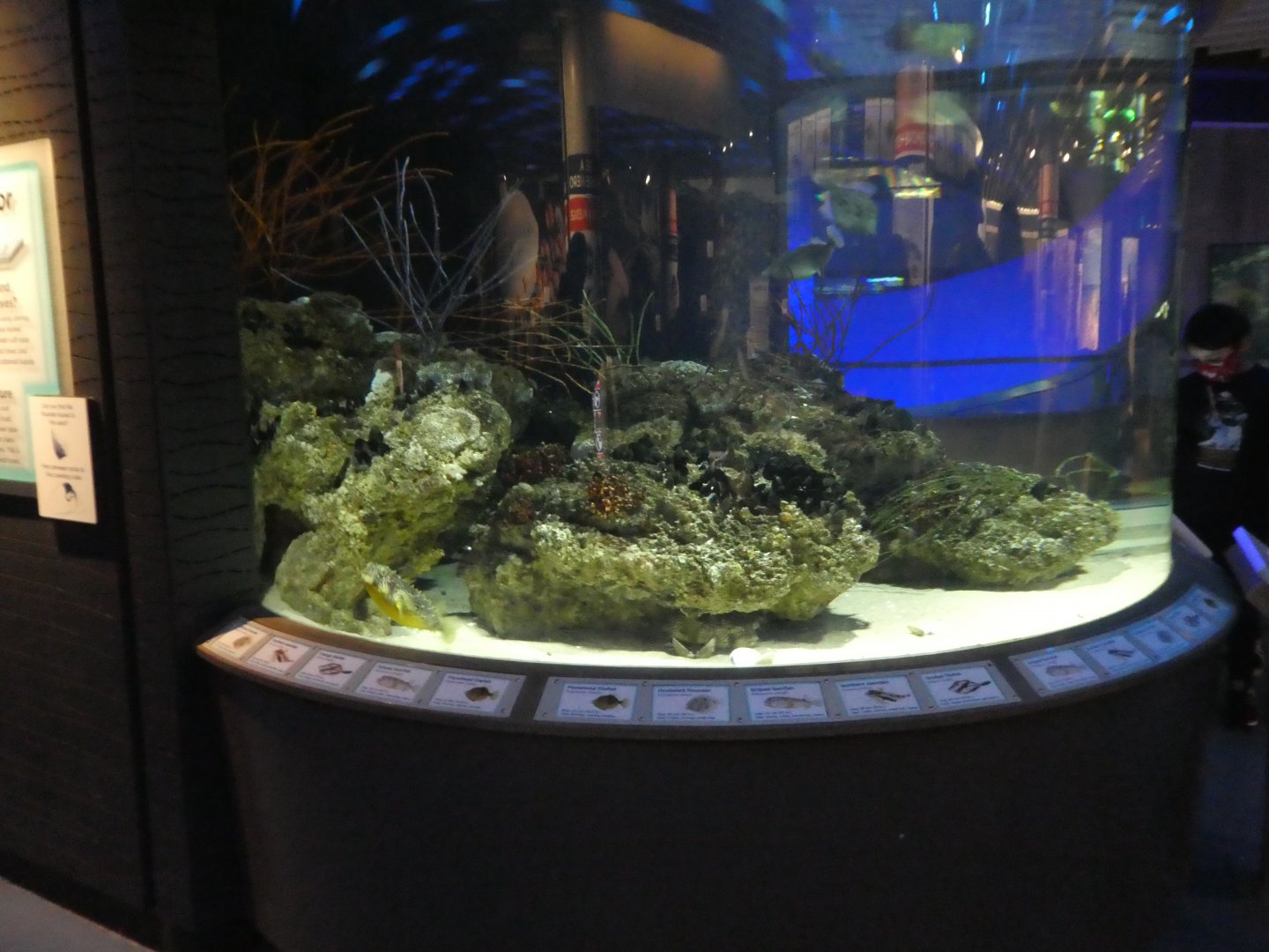 Living Seashore - Filefish, Burrfish, Searobin Exhibit