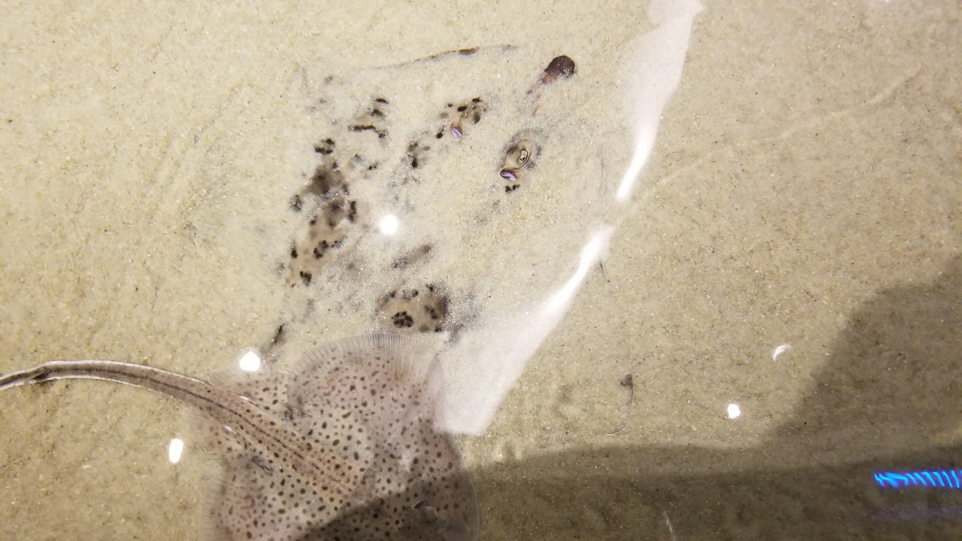Living Seashore Touch Pool: little skate on top of clearnose skate