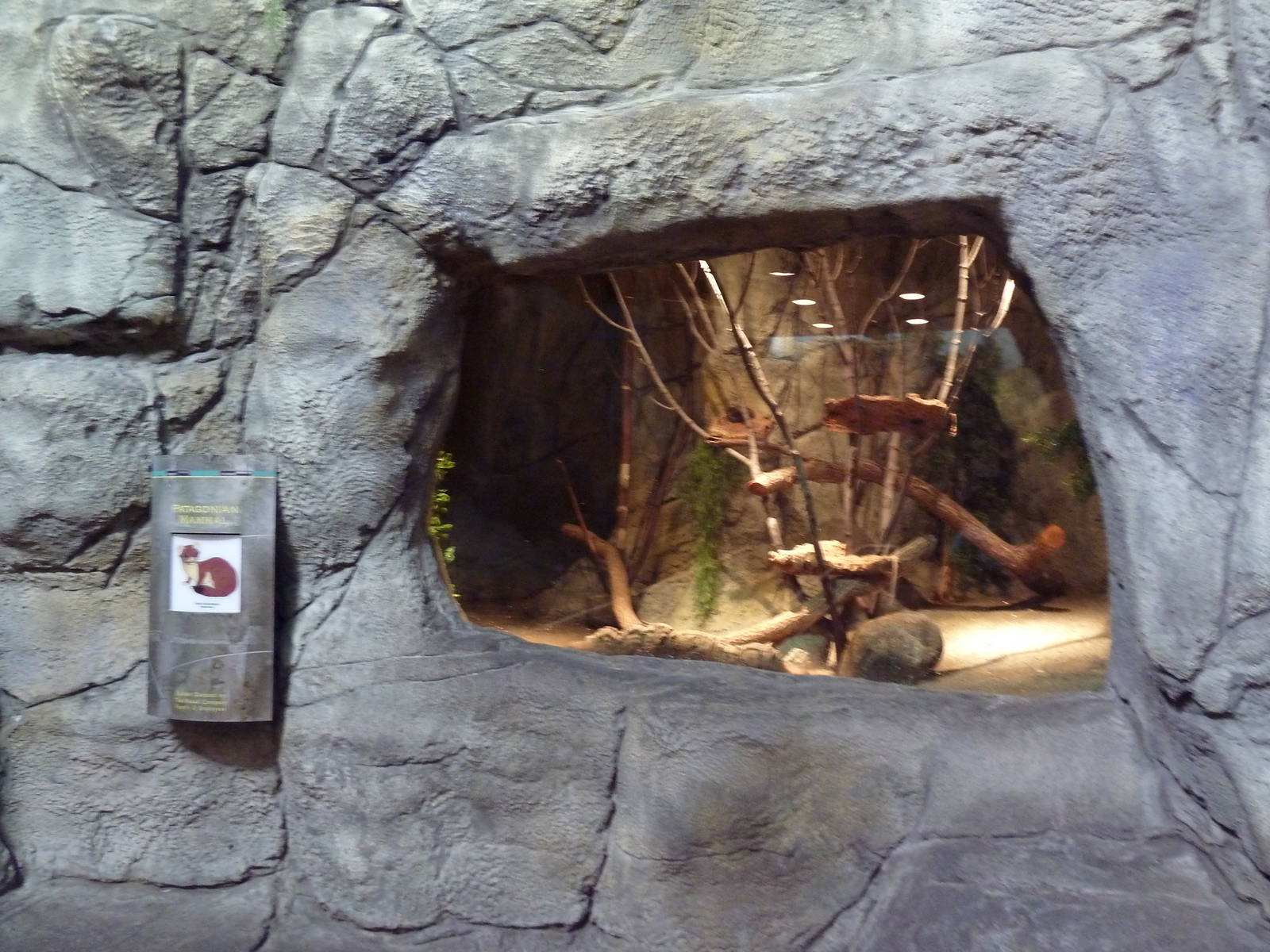Living Shores Aquarium - Long-Tailed Weasel Exhibit