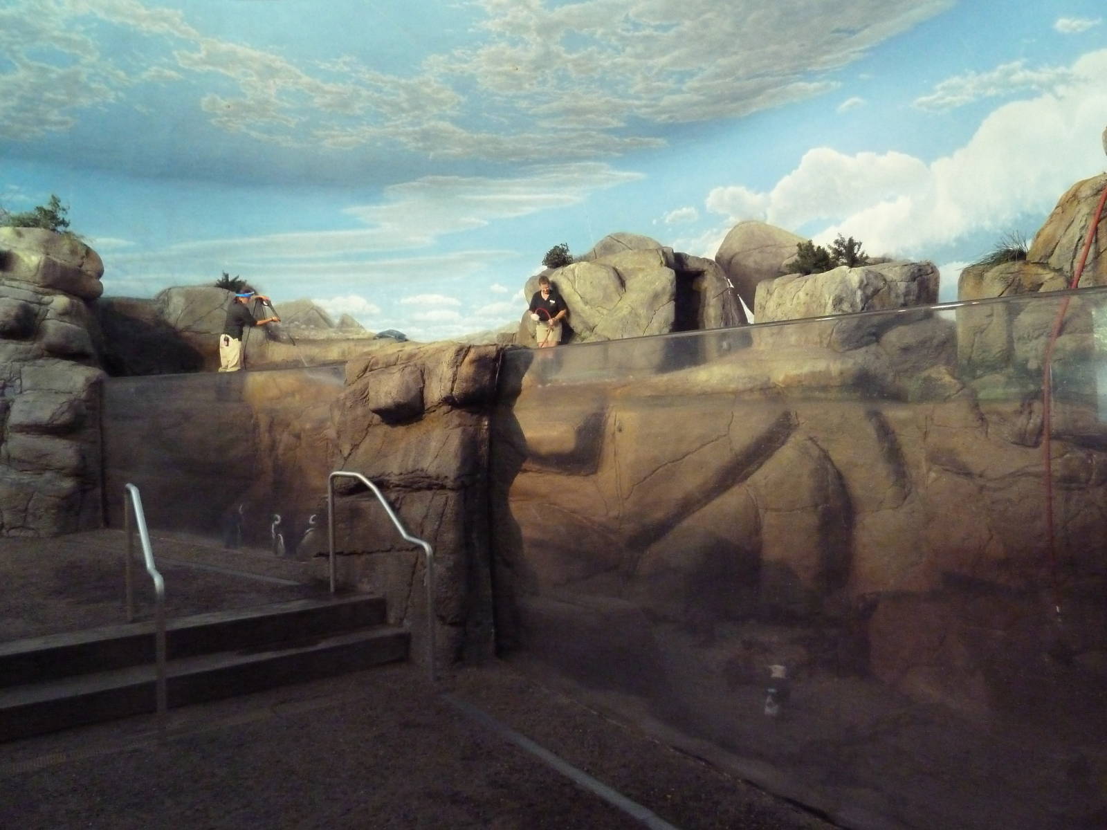 Living Shores Aquarium - Magellanic Penguin Exhibit