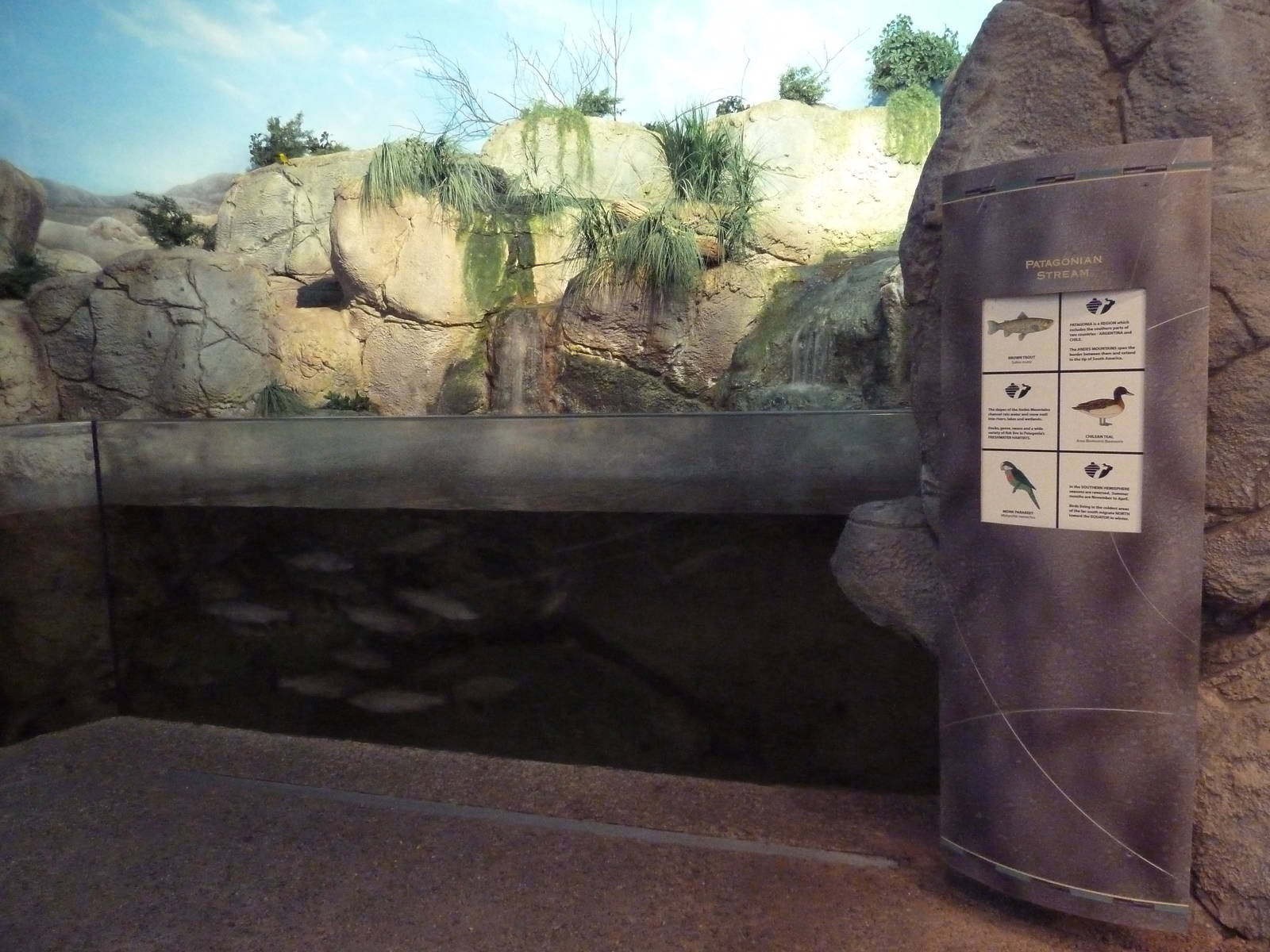 Living Shores Aquarium - Patagonian Stream Exhibit