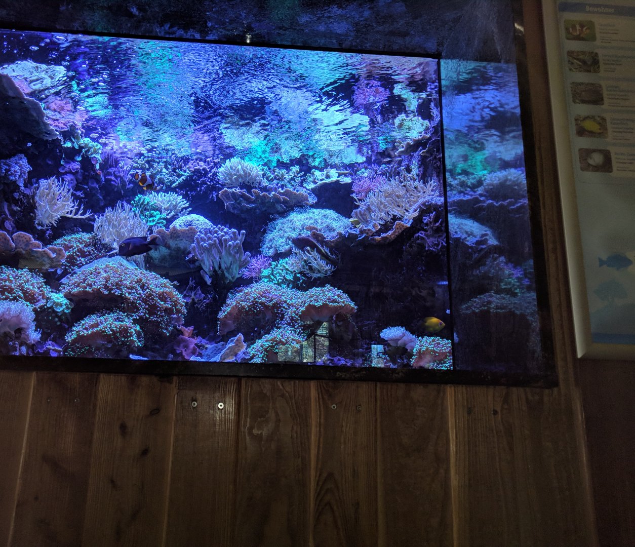 Living Stag Coral Reef Tank