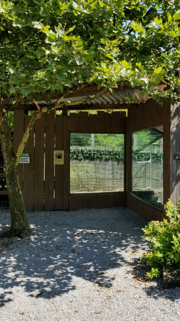 Living Treasures LH - African crested porcupine