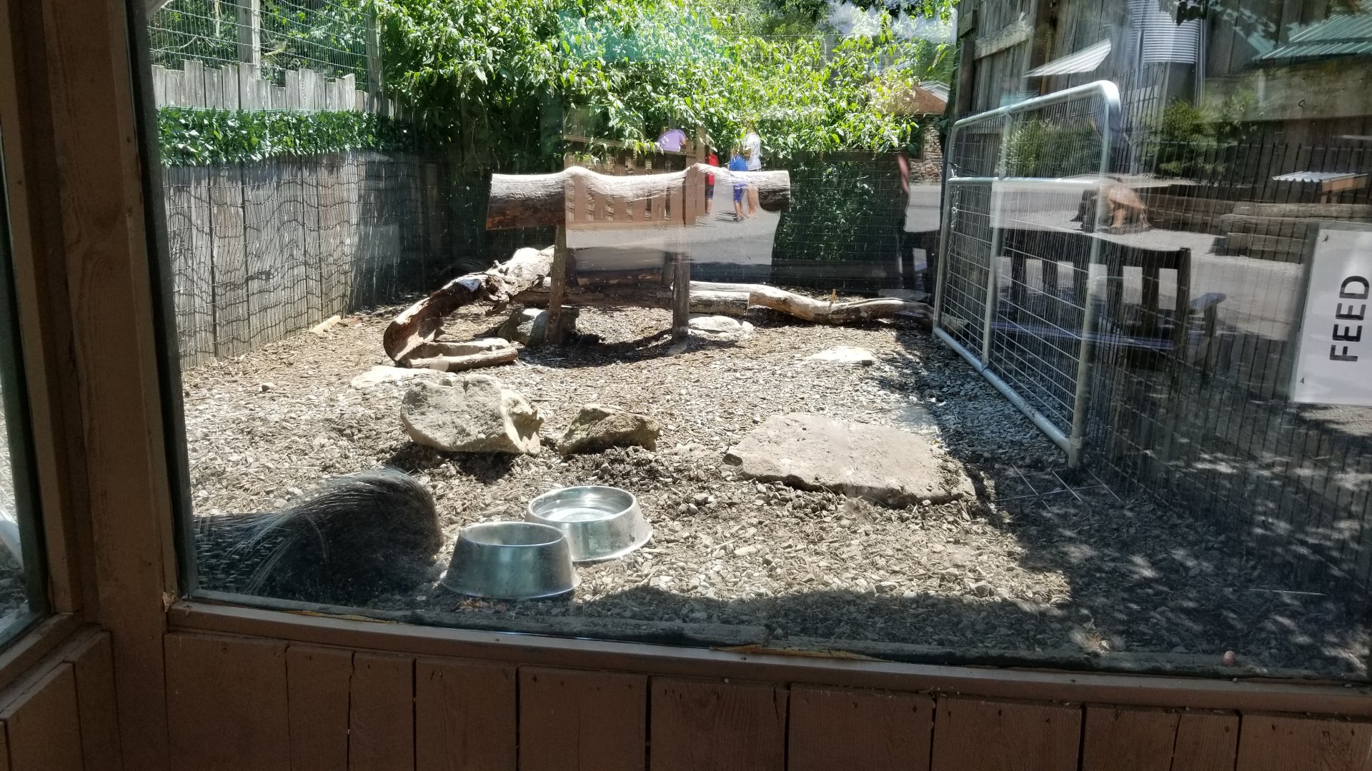 Living Treasures LH - African crested porcupine