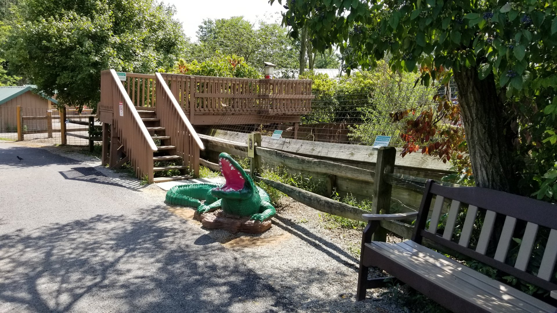 Living Treasures LH - American alligator