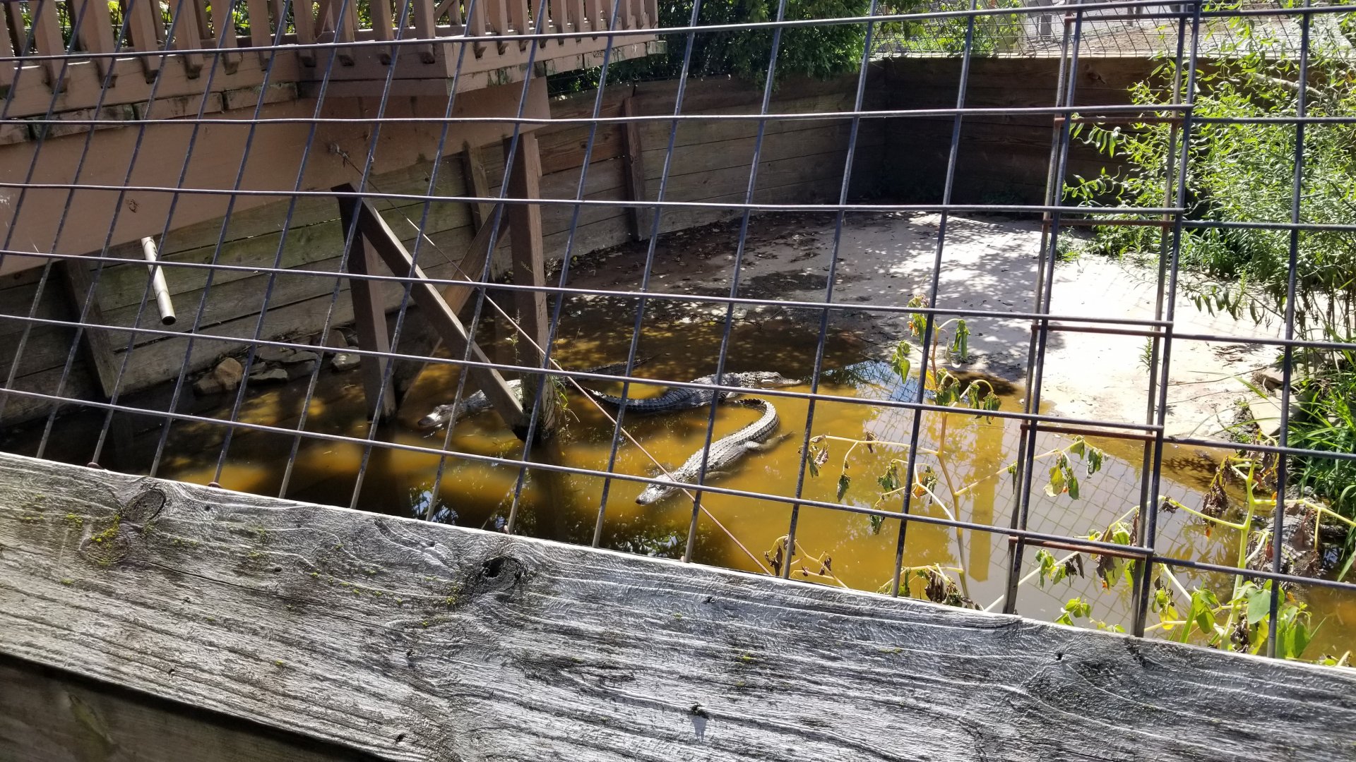 Living Treasures LH - American alligator