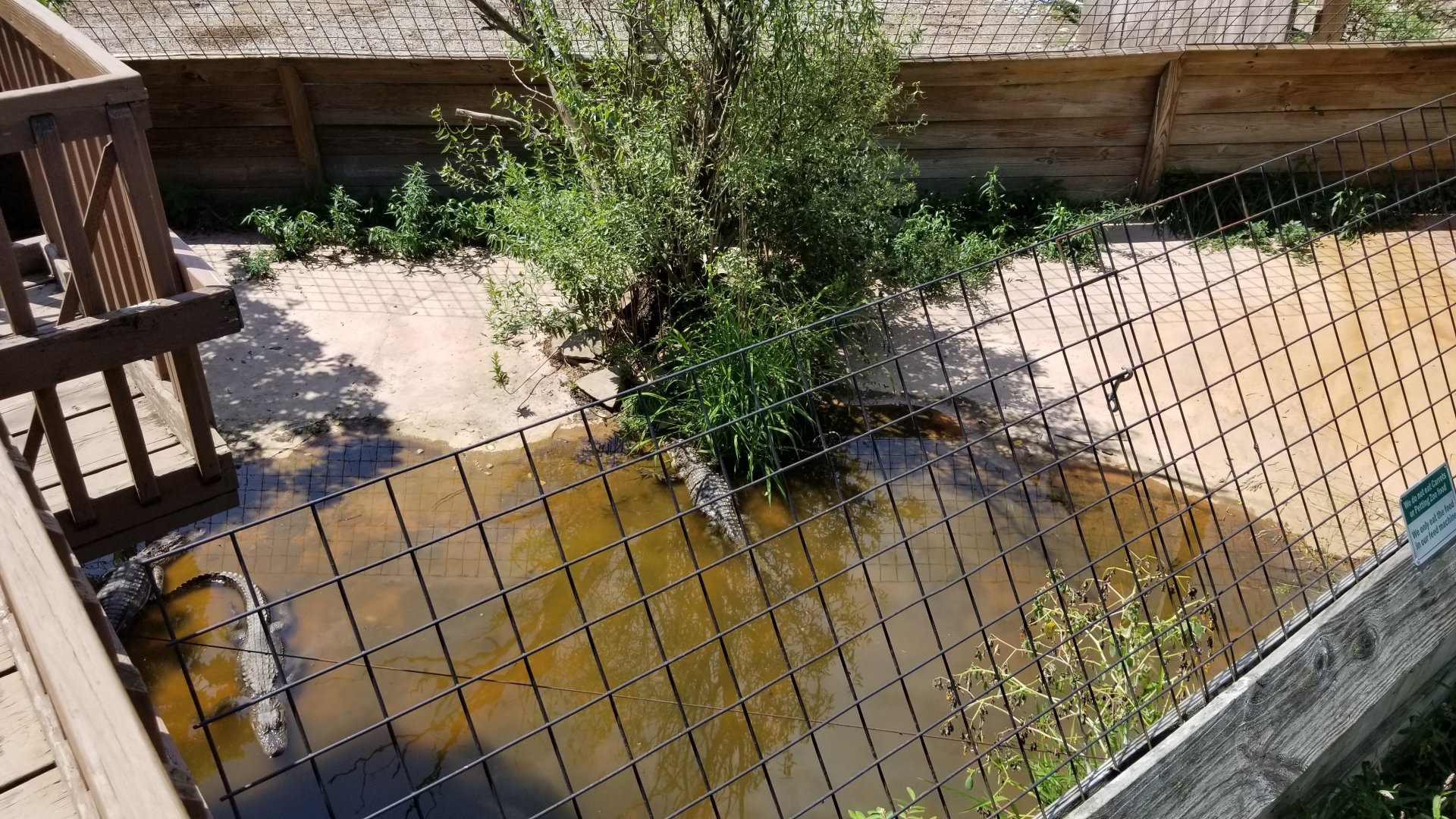 Living Treasures LH - American alligator