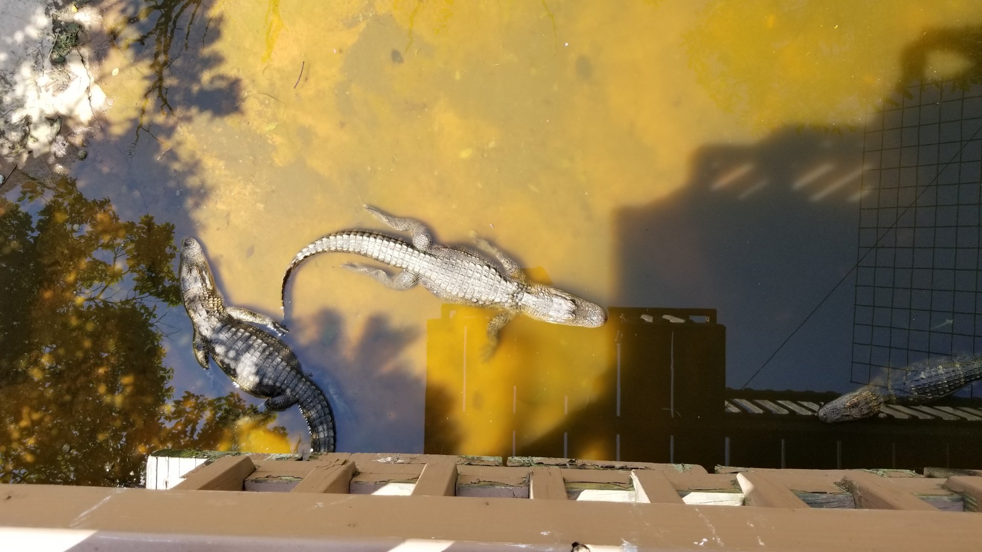 Living Treasures LH - American alligator