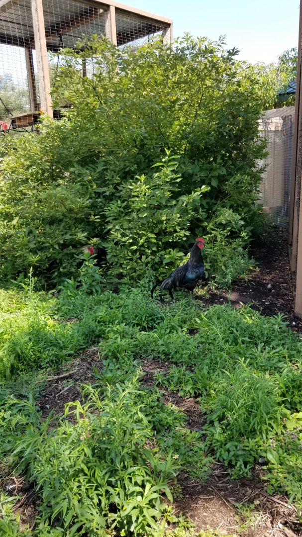 Living Treasures LH - Another freeroaming chicken