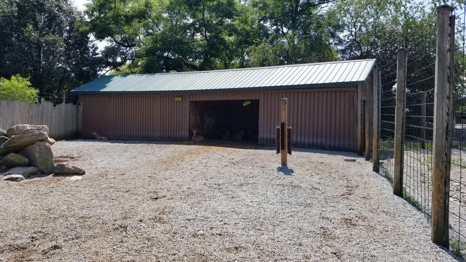 Living Treasures LH - Aoudad